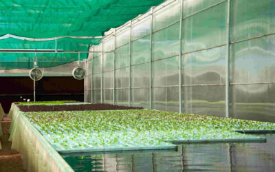 Greenhouses vs Open Field Farm: Farmer’s Perspective